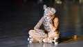 Lionking 0226
